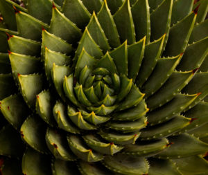 10-spiral-succulent