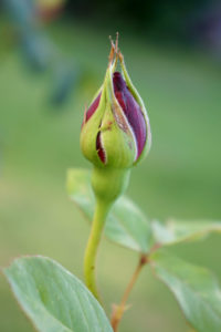 bud